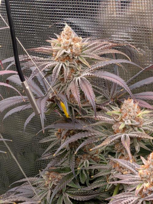 Gorilla Glue #4 x White Widow. Week 8