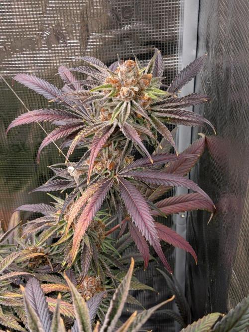 Gorilla Glue #4 x White Widow. Week 8