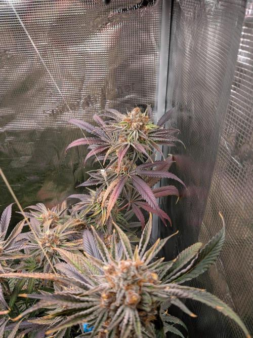 Gorilla Glue #4 x White Widow. Week 8