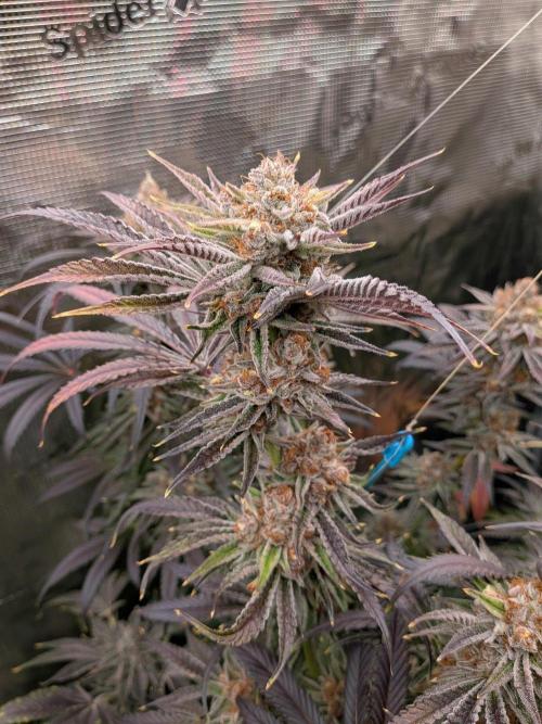Gorilla Glue #4 x White Widow. Week 8