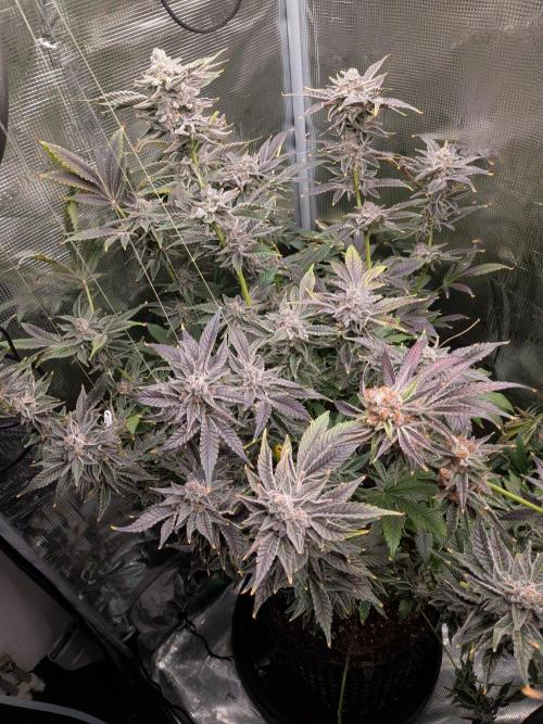 Gorilla Glue #4 x White Widow. Week 8