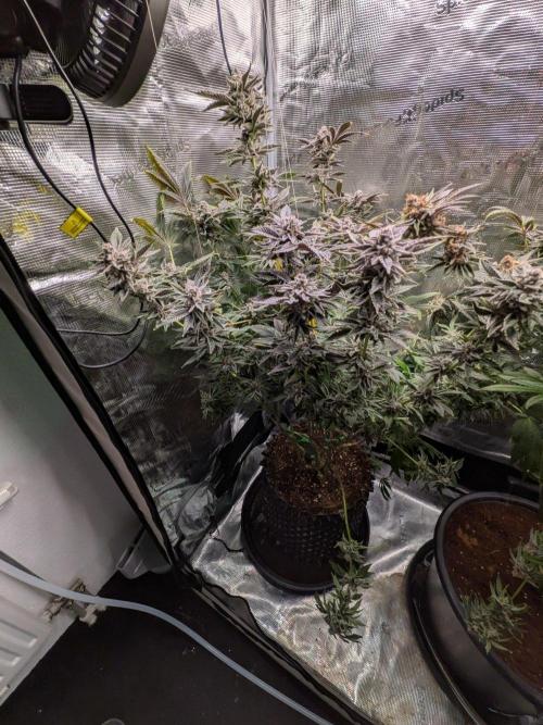Gorilla Glue #4 x White Widow. Week 8