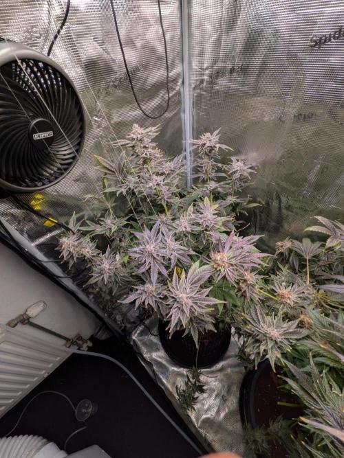 Gorilla Glue #4 x White Widow. Week 8