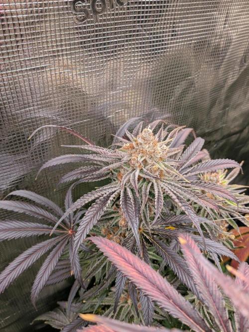 Gorilla Glue #4 x White Widow. Week 8