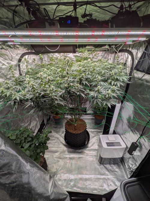 Mac1 F1 Hybrid. Week 19