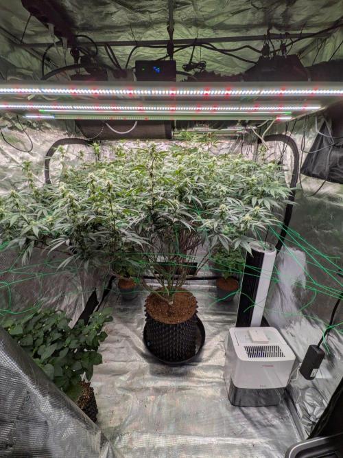 Mac1 F1 Hybrid. Week 19