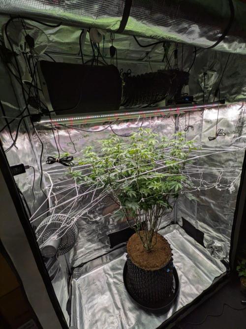 Mac1 F1 Hybrid. Week 19
