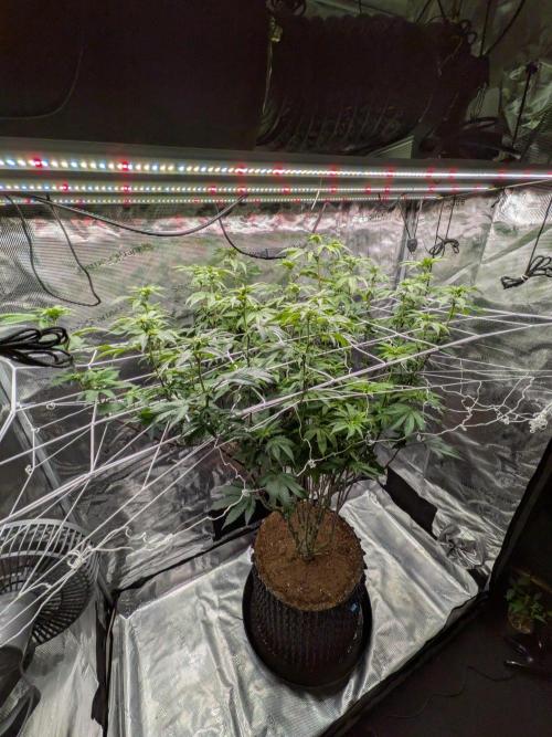 Mac1 F1 Hybrid. Week 19