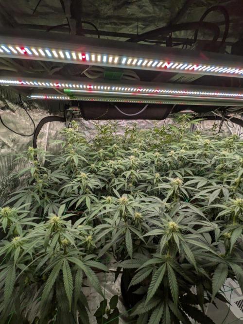 Mac1 F1 Hybrid. Week 19