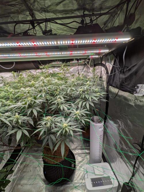 Mac1 F1 Hybrid. Week 19
