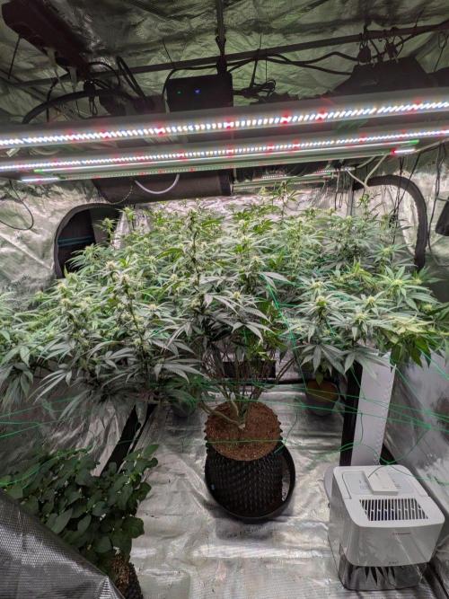 Mac1 F1 Hybrid. Week 19