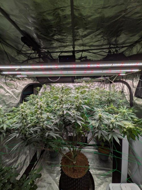 Mac1 F1 Hybrid. Week 19