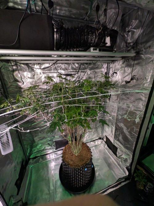 Mac1 F1 Hybrid. Week 19