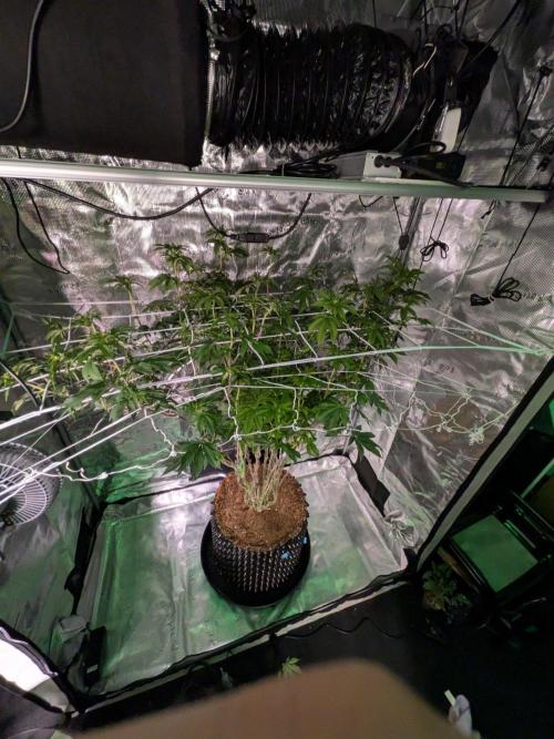 Mac1 F1 Hybrid. Week 19