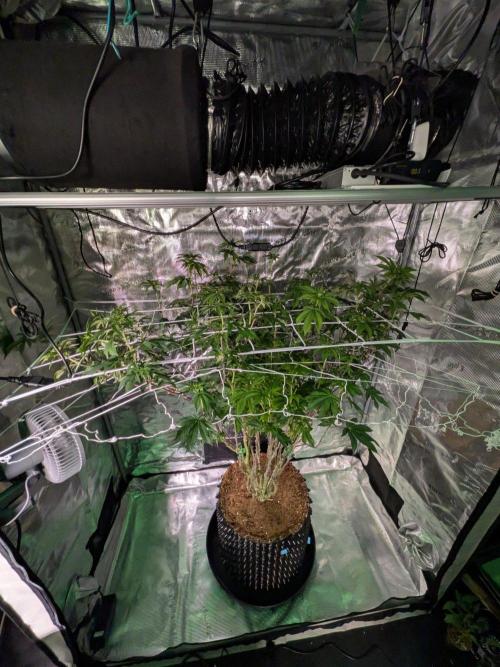 MAC 1 - F1 HYBRID. Week 19
