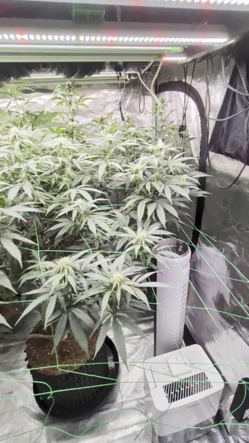 Mac1 F1 Hybrid