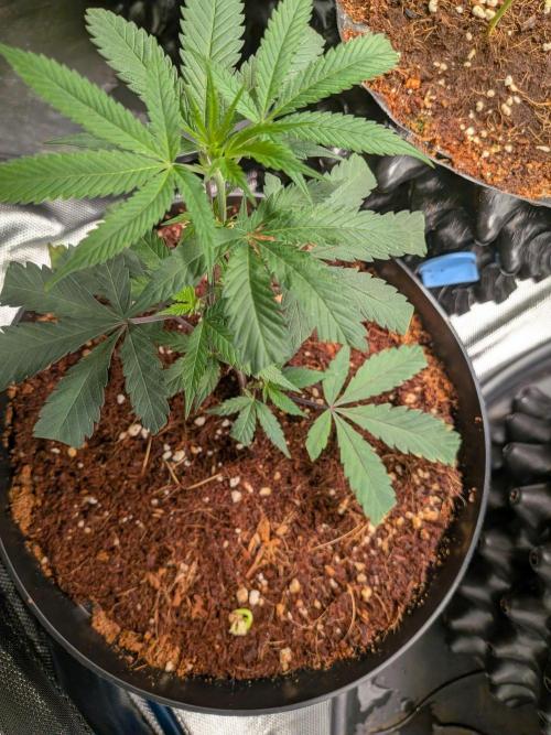 MAC1 F1 HYBRID clones part 3. Week 2