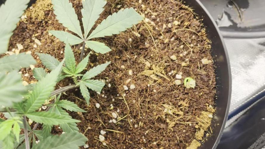 MAC1 F1 HYBRID clones part 3