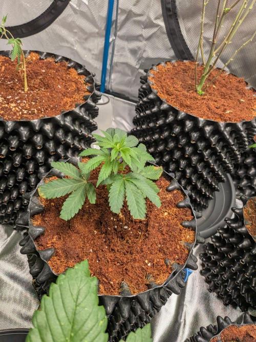 MAC1 F1 HYBRID clones part 2. Week 2