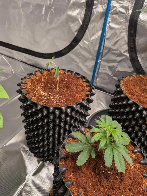 MAC1 F1 HYBRID clones part 2. Week 2