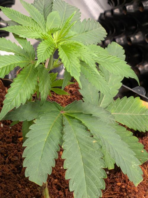 MAC1 F1 HYBRID clones part 2. Week 2