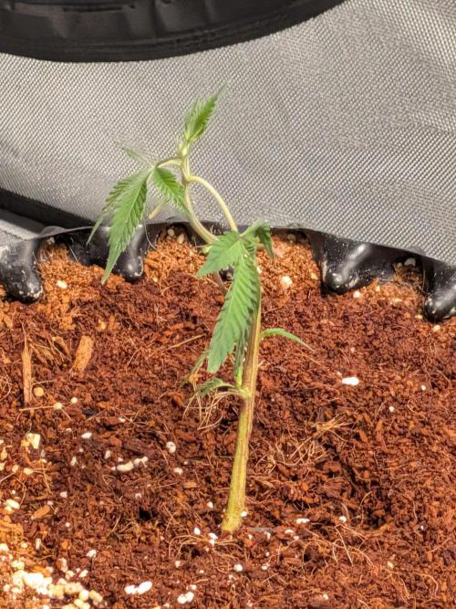 MAC1 F1 HYBRID clones part 2. Week 2