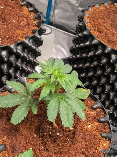 MAC1 F1 HYBRID clones part 2. Week 2