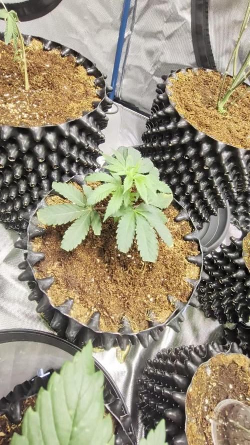 MAC1 F1 HYBRID clones part 2