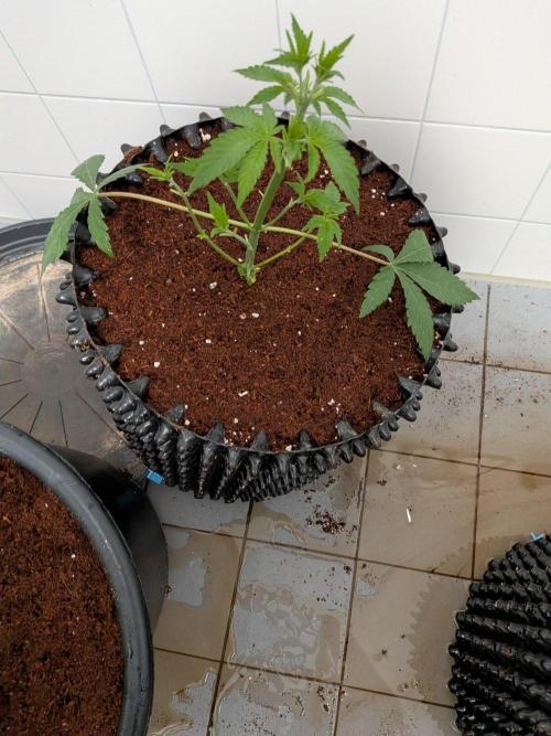 Tangerine dream. Week 5