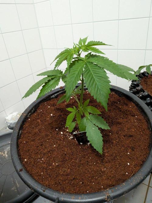 Banana Runtz F1 hybride. Week 4