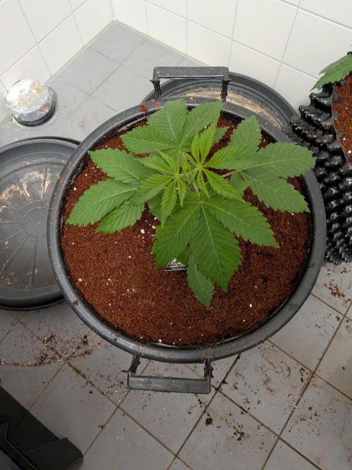 Banana Runtz F1 hybride. Week 4