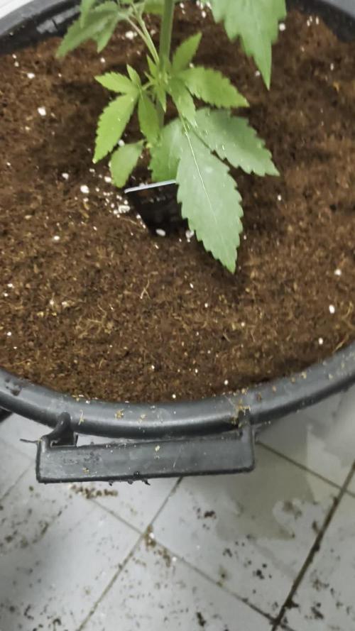 Banana Runtz - F1 HYBRID. Week 4