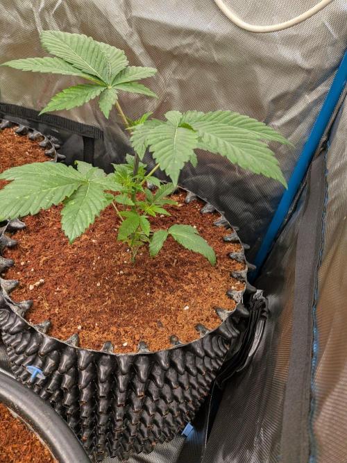 Frozen Bananas F1Feminized. Week 4
