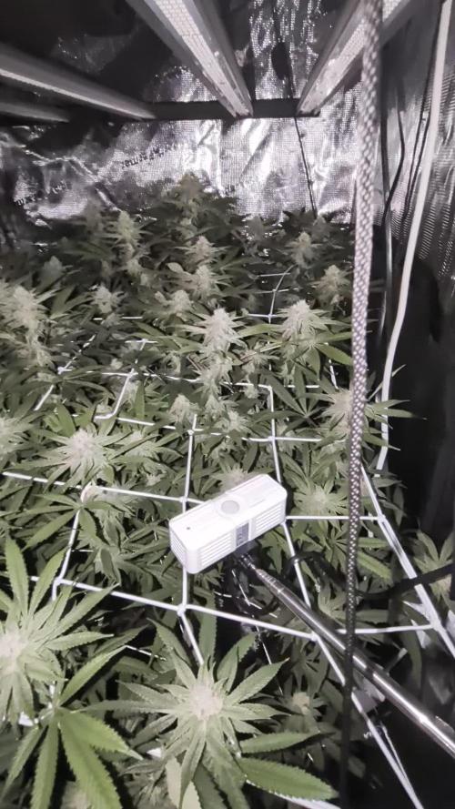 Gorilla Glue #4 x white widow