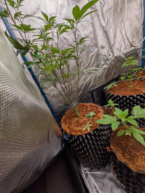Mac1 F1 Hybrid clones. Week 6