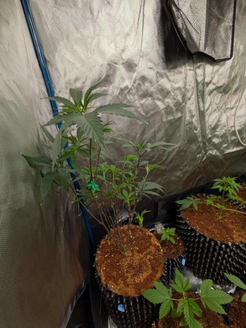 Mac1 F1 Hybrid clones. Week 6