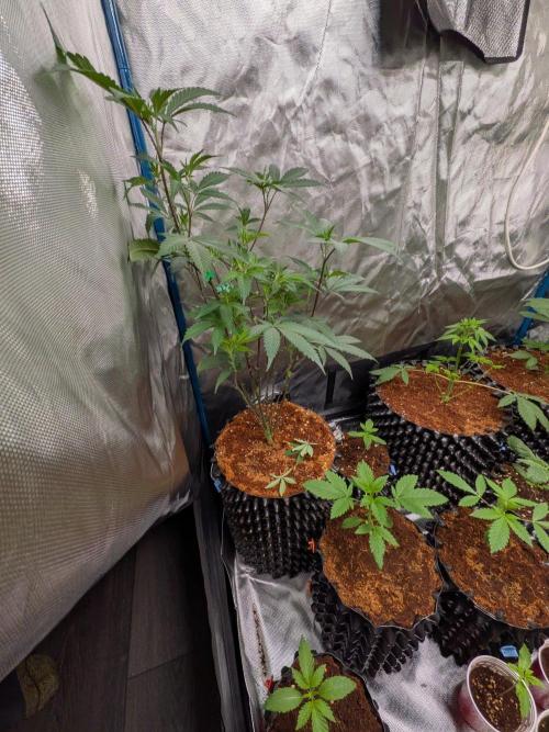 Mac1 F1 Hybrid clones. Week 6