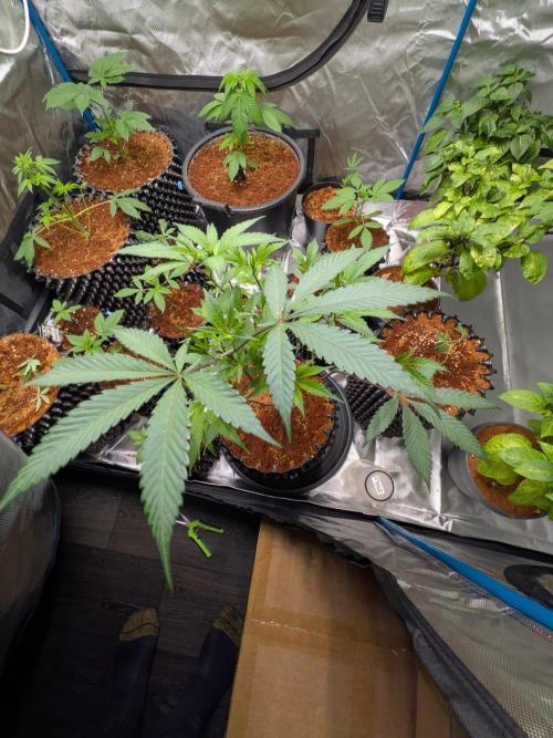 Mac1 F1 Hybrid clones. Week 6