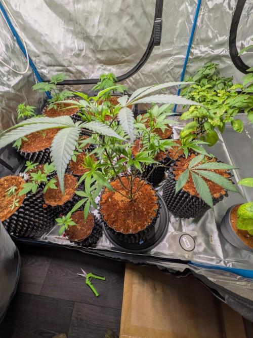 Mac1 F1 Hybrid clones. Week 6
