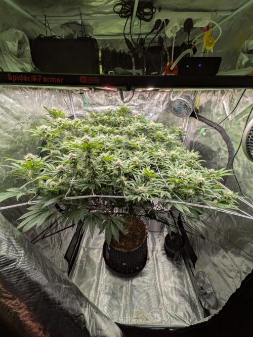 MAC1 starting from week 13 veg. Week 19