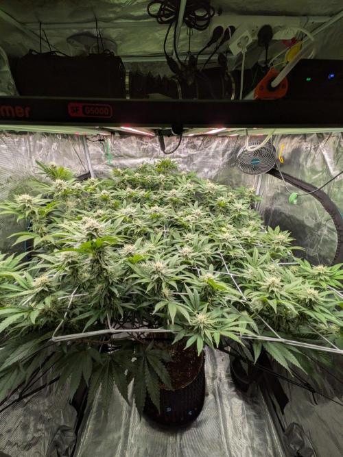MAC1 starting from week 13 veg. Week 19