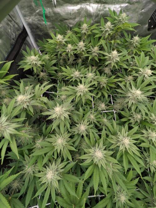 MAC1 starting from week 13 veg. Week 19