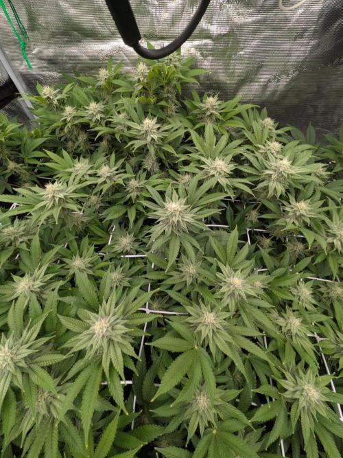 MAC1 starting from week 13 veg. Week 19