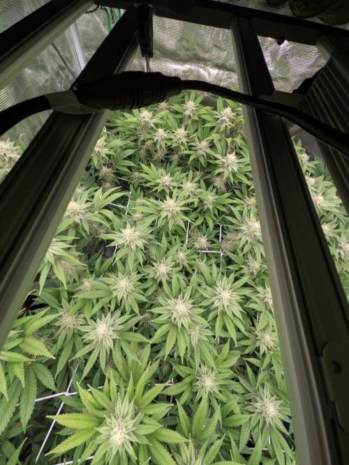 MAC1 starting from week 13 veg. Week 19