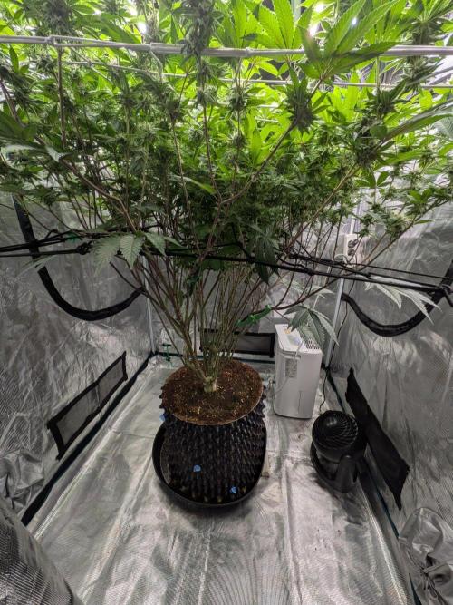 MAC1 starting from week 13 veg. Week 19
