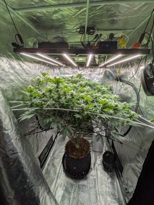 MAC1 starting from week 13 veg. Week 19