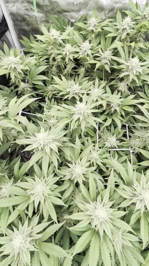 MAC1 starting from week 13 veg