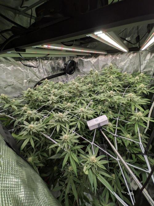 Gorilla Glue #4 x white widow. Week 19
