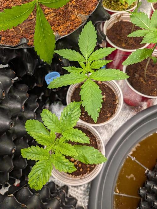 Amnesia Haze Part 2. Week 2