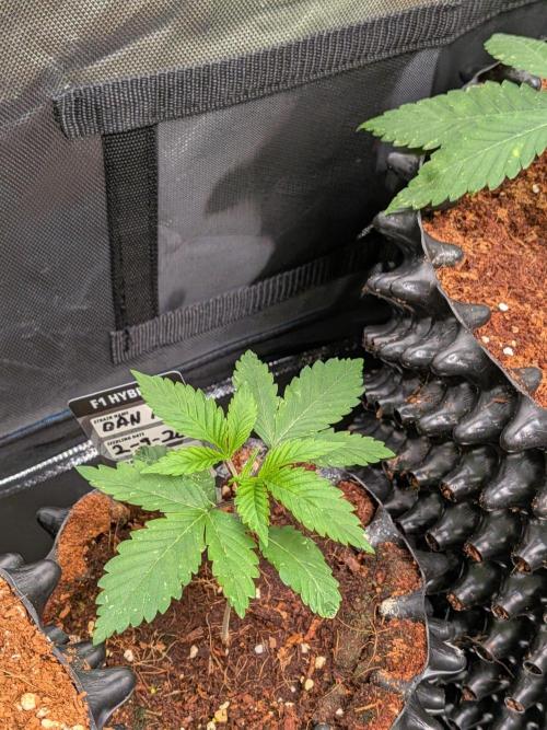 Banana Runtz F1 HYBRID Part 2. Week 2